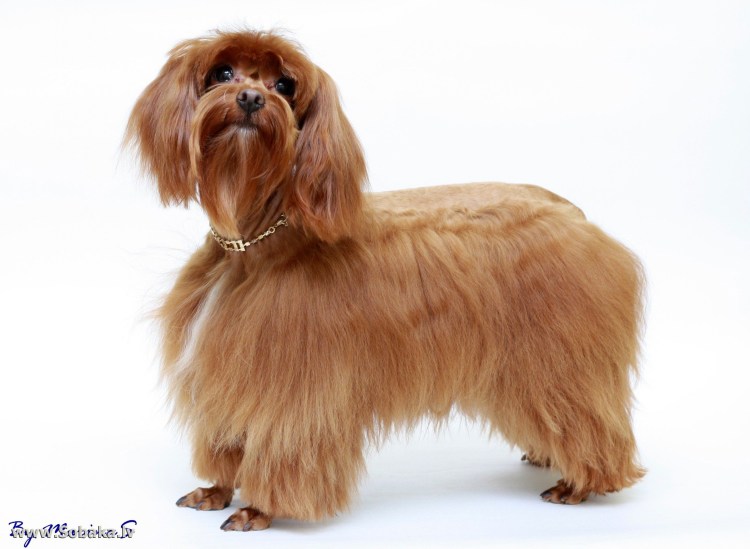 Порода Петербургская Орхидея