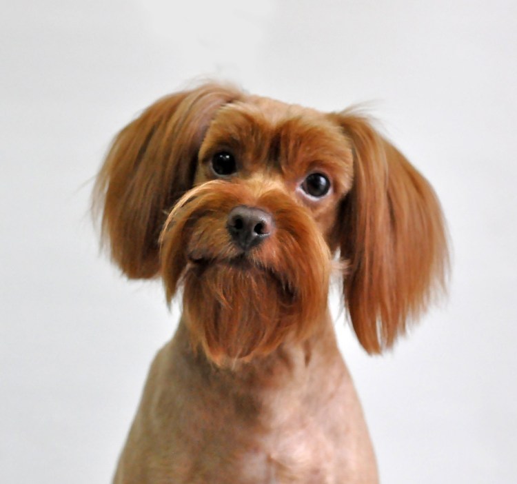 Петербургская Орхидея (Невская Орхидея)