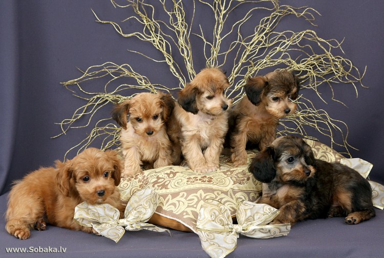 Болонка Петербургская Орхидея