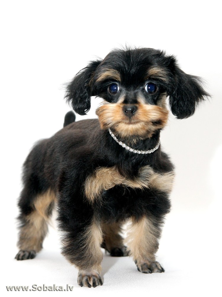 Болонка Петербургская Орхидея