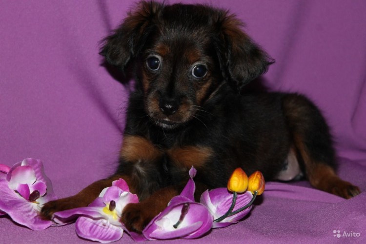 Болонка Петербургская Орхидея