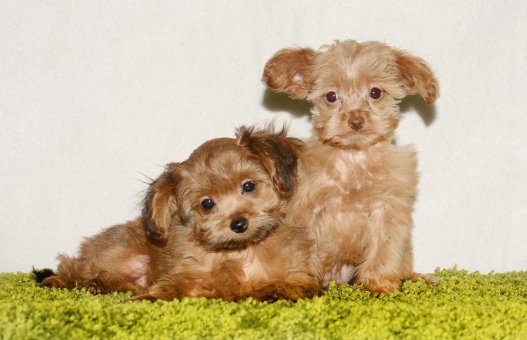 Порода Петербургская Орхидея