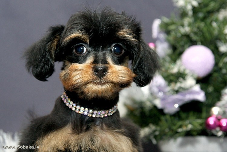 Порода собак Петербургская Орхидея