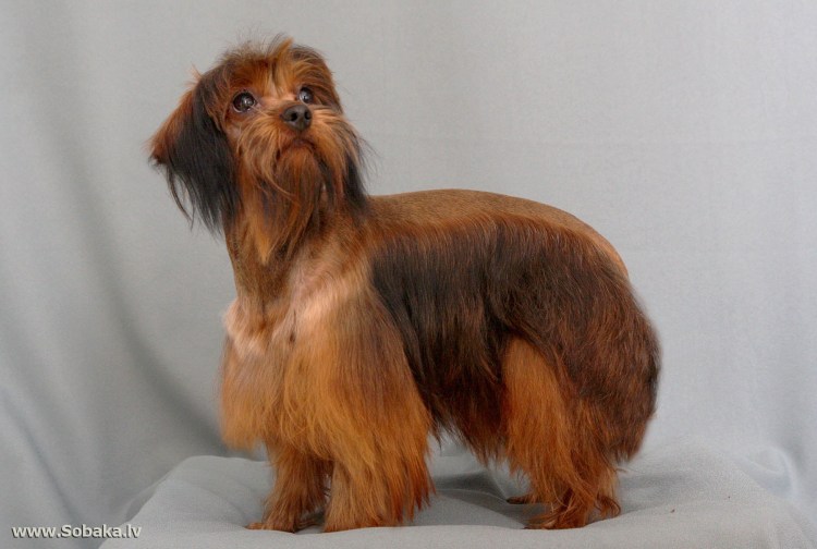 Петербургская Орхидея (Невская Орхидея)