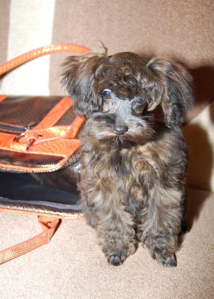 Порода Петербургская Орхидея