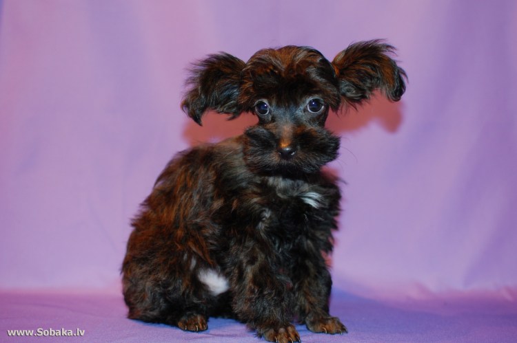 Невская Орхидея альбинос собака