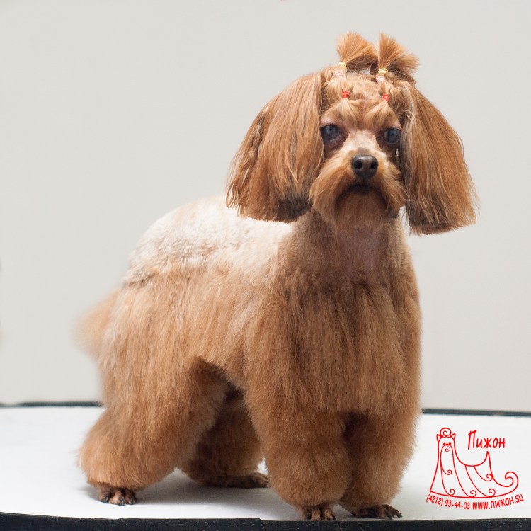 Питербургская архидея