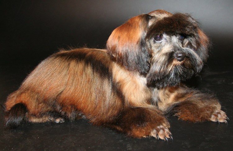 Санкт Петербургская Орхидея