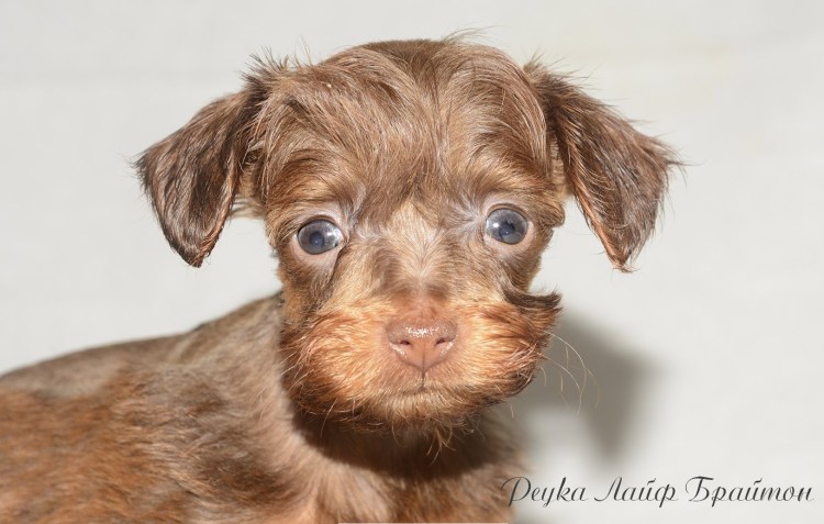 Невский Флер собака фото