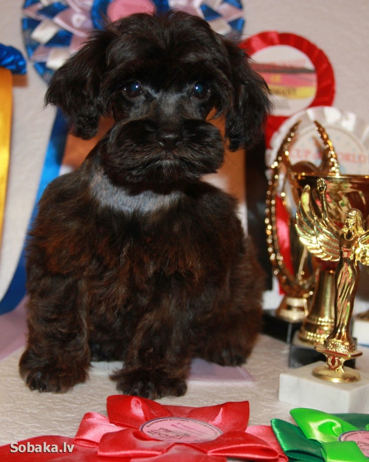 Болонка Петербургская Орхидея