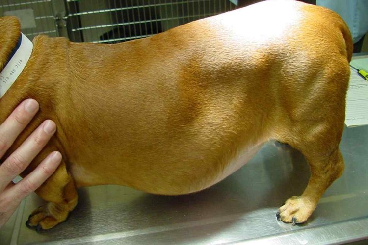 Припухлость на морде у собаки