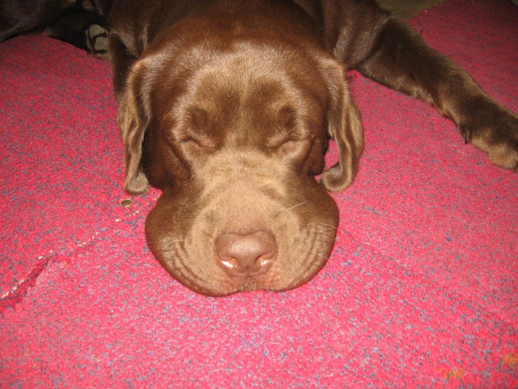 Лимфоэкстравазат ретривер