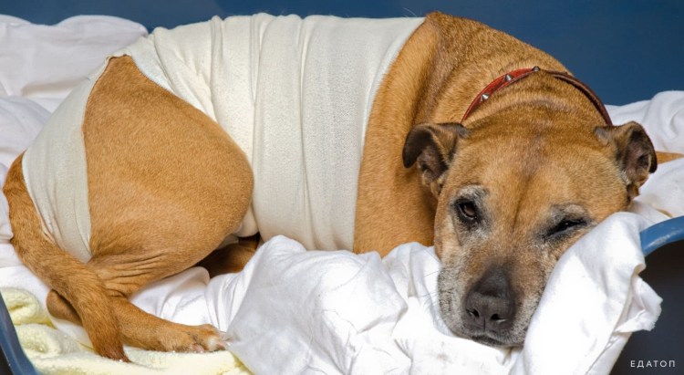 У собаки опужхла лапка