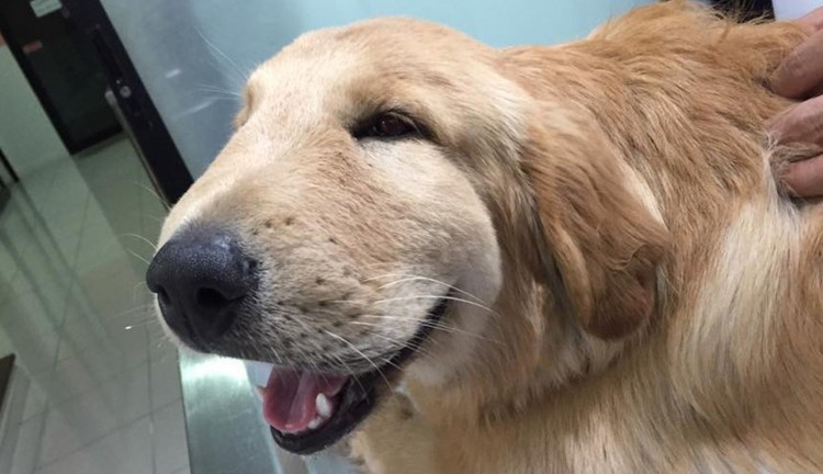 Воспаление носоглотки у собак