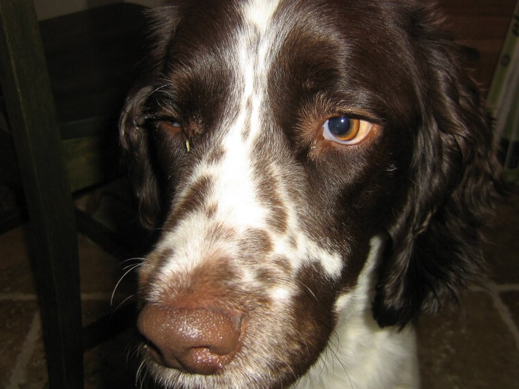 Сердечные отеки у животных