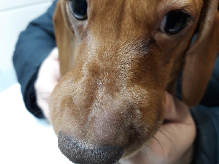 Отогематома ушной раковины у собаки