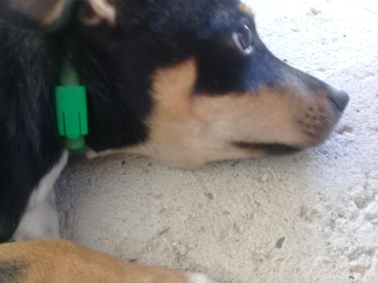 Листовидная пузырчатка у собак