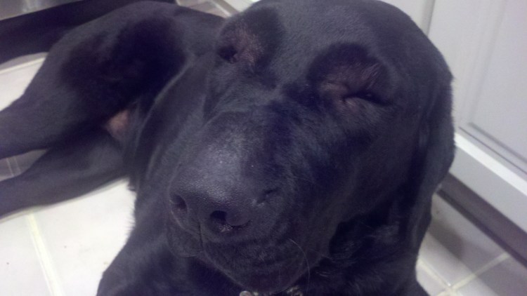 Лабрадора покусали пчелы