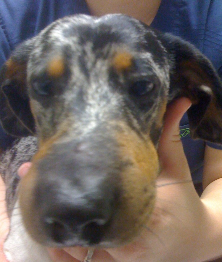 У собаки распухла бровь