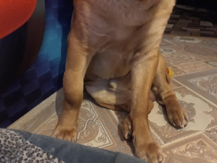 Припухлость на морде у собаки