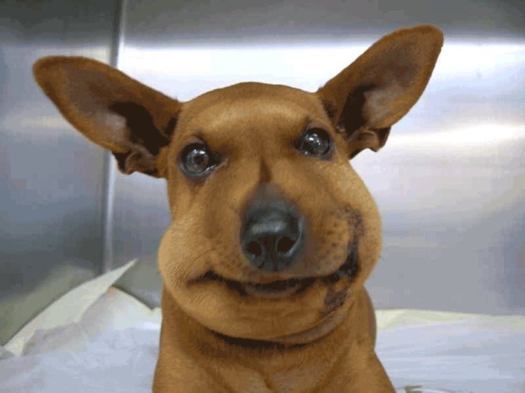 Заворот кишок у собаки симптомы