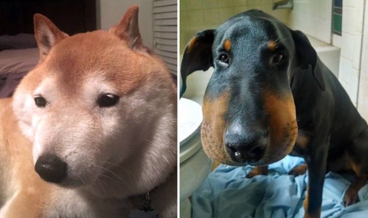 Трансмиссивная венерическая опухоль собак