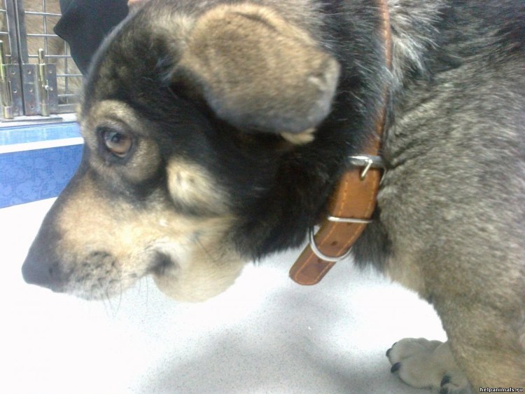 Такса распухла