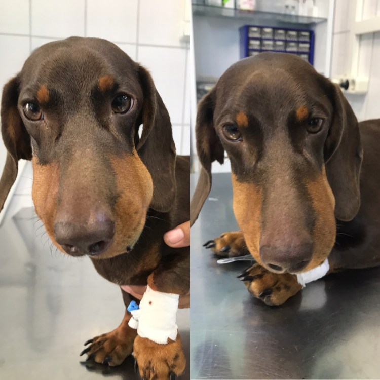 Собаку укусила пчела