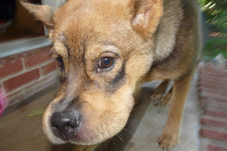 Фолликулярный конъюнктивит у собак