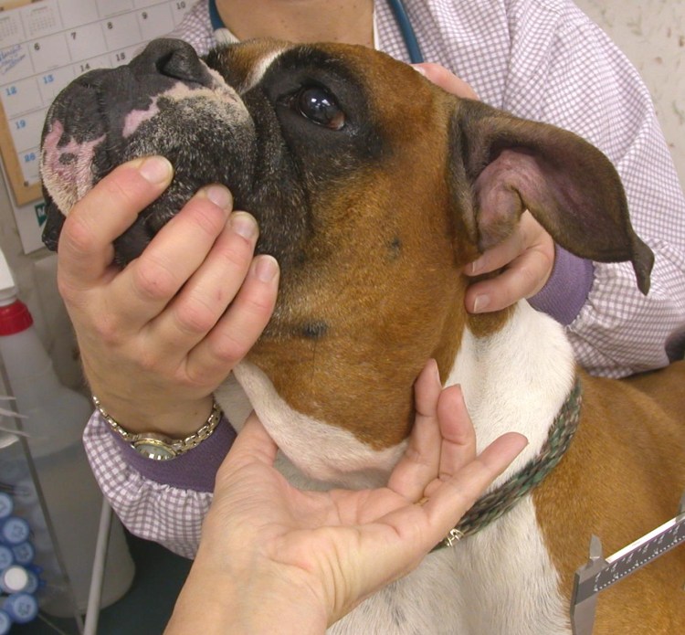 У собаки опухла щека под глазом
