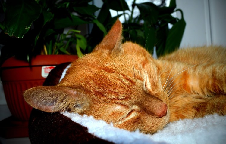 Спящий рыжий котик