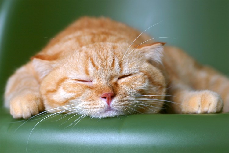 Рыжий кот дремлет