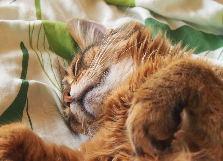 Спящий рыжий кот