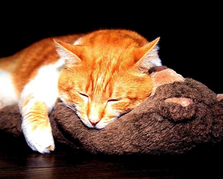 Рыжий кот спит