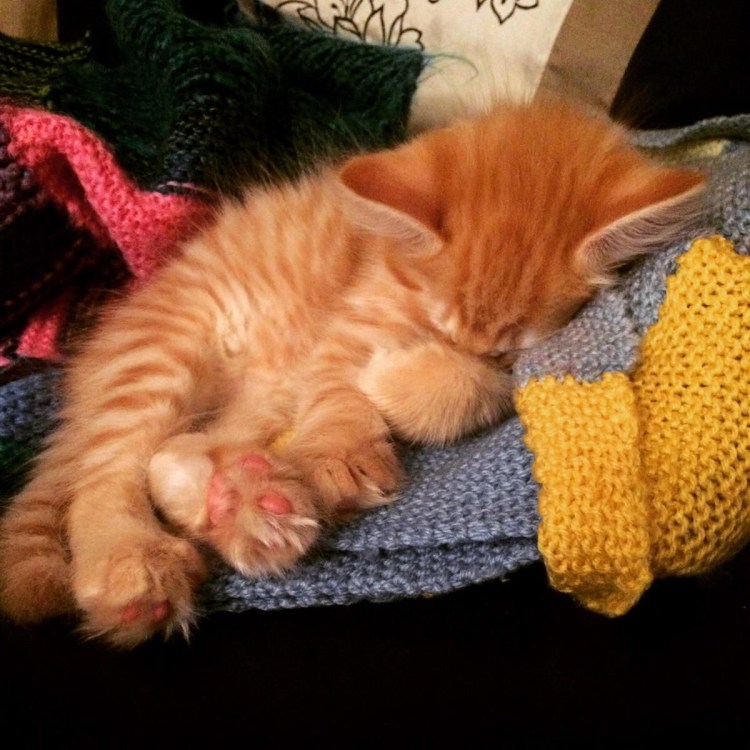 Спящие рыжие котята