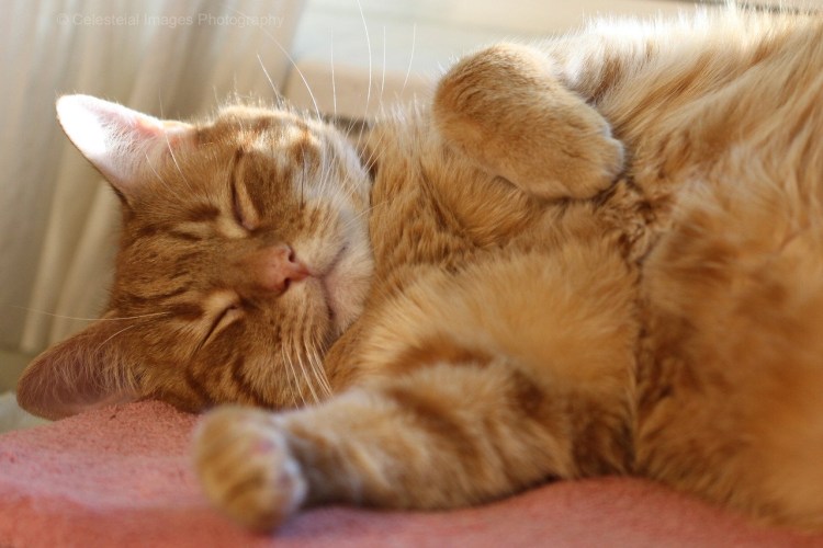 Рыжий кот спит
