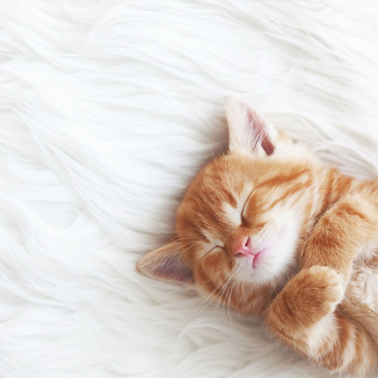 Рыжий котенок спит