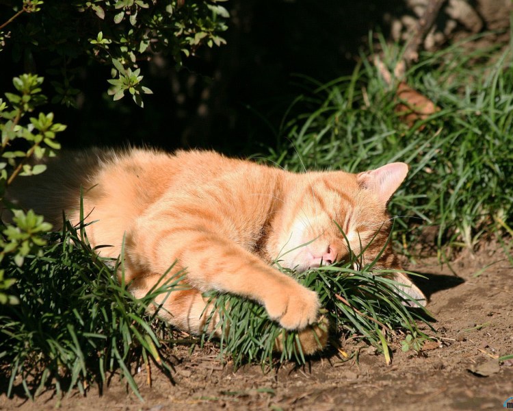 Коты на огороде