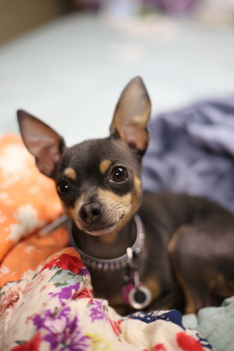 Японский той терьер фото