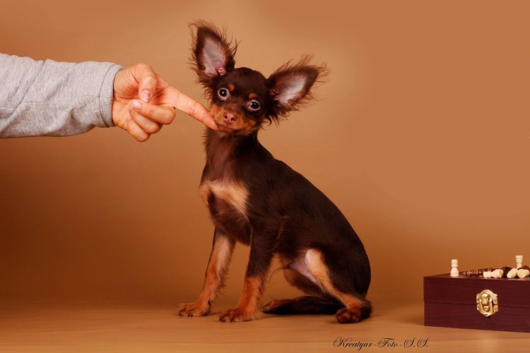 Той терьер Йоркширский гладкошерстный