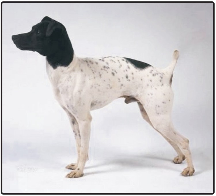 Той терьер макси