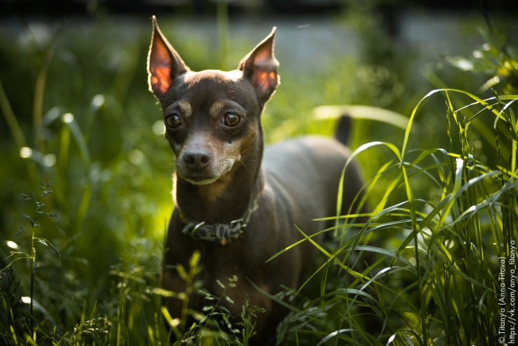 Пражский крысарик карликовый