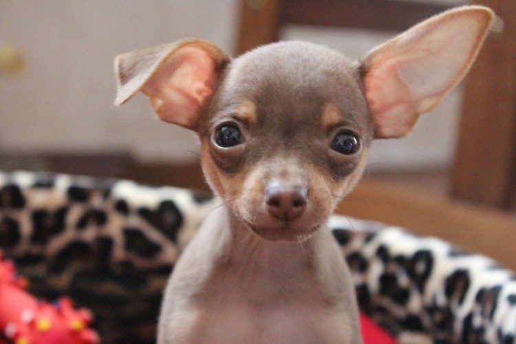 Карликовый пинчер