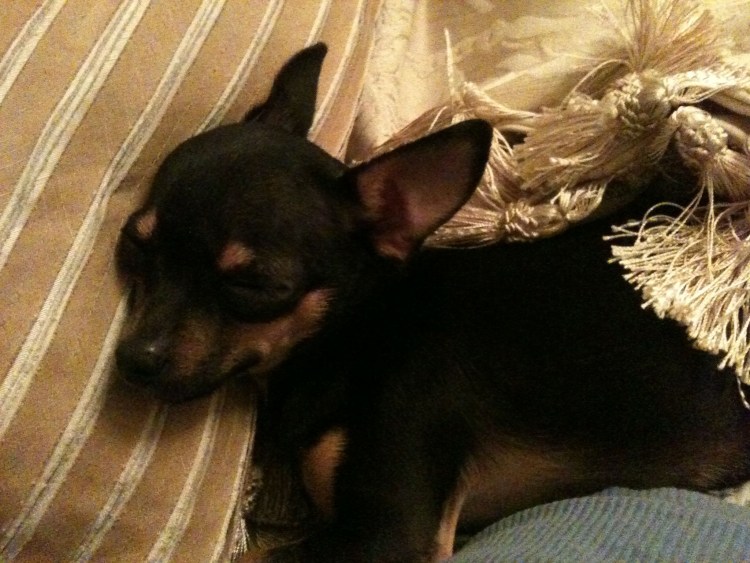 Мини Доберман-пинчер