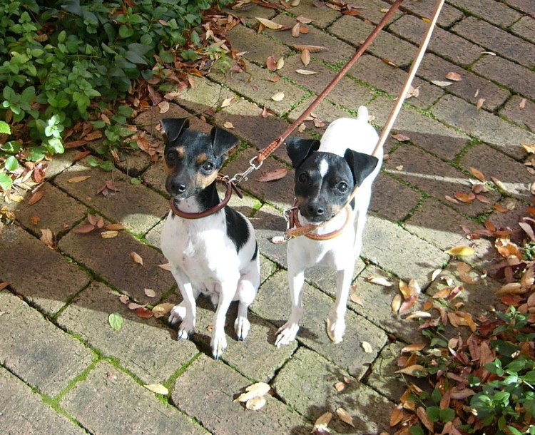 Карликовый пинчер