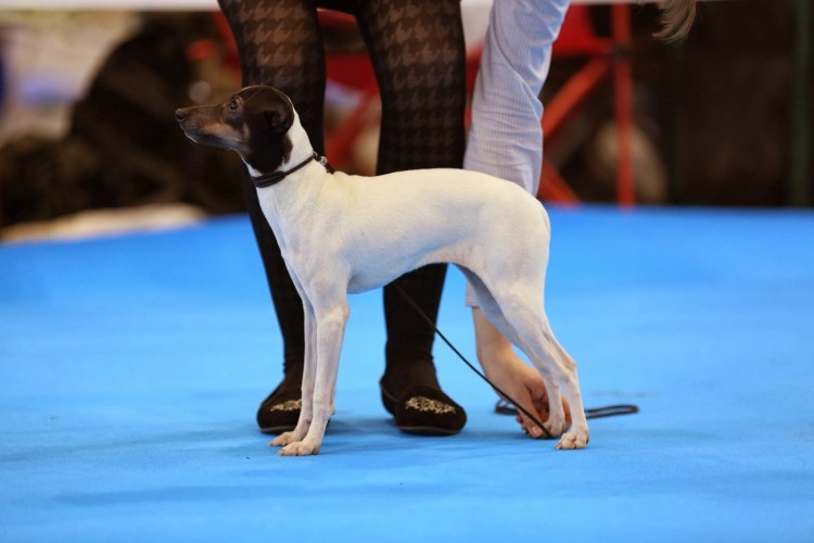 Маленькая собака лежит