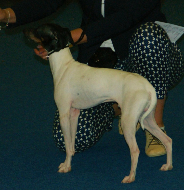 Микадо терьер