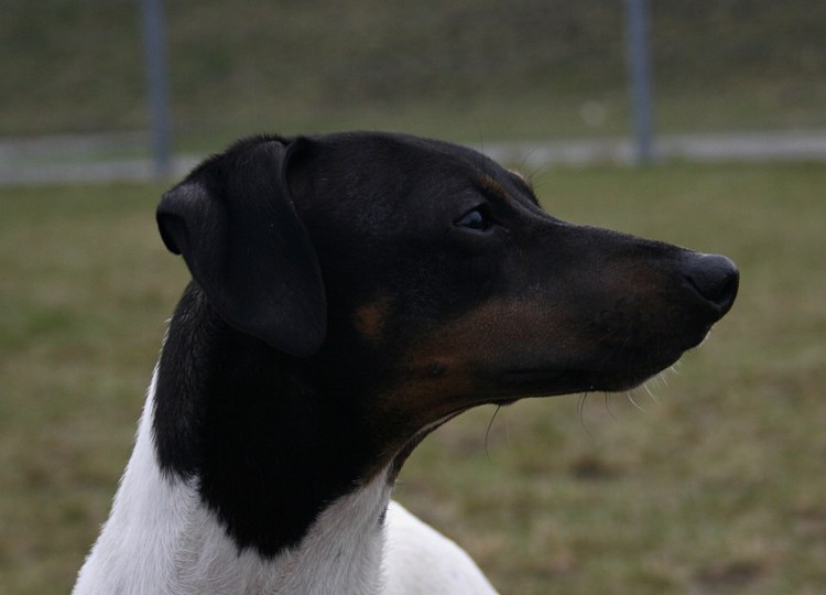 Пражский крысарик