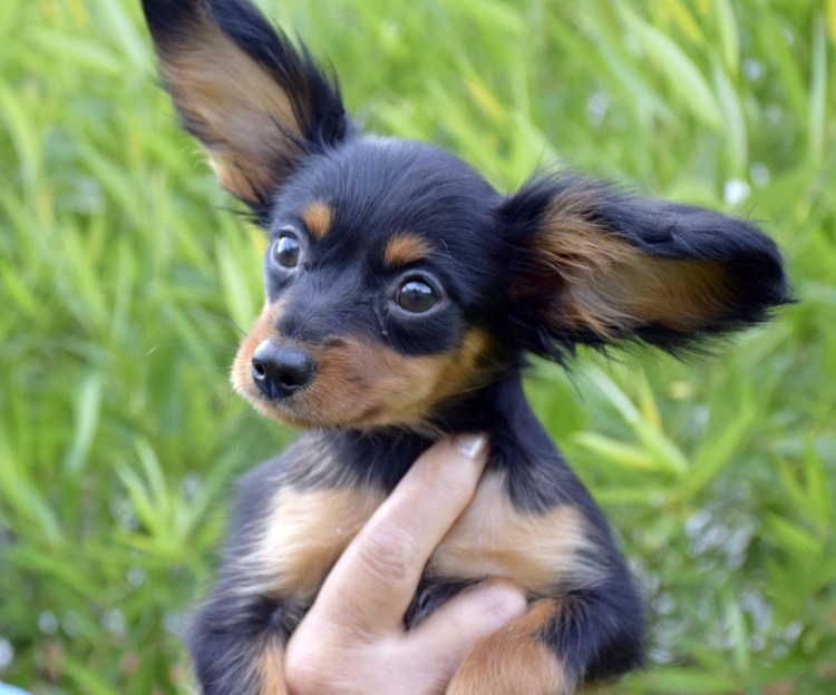 Японский Нихон собака