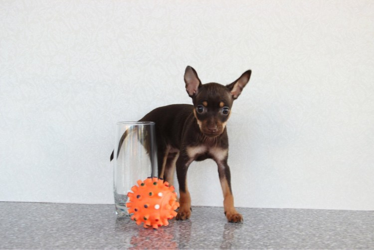 Карликовый пинчер